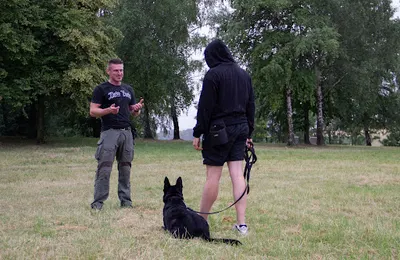 Szkolenie Psów NILO